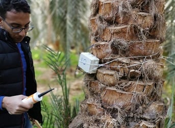 Why IoT is the answer for Palm trees Infection Control?